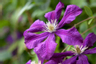 My Favourite Flower & Colour 'AW Purple'